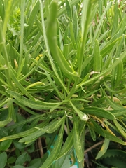 Sinapidendron angustifolium