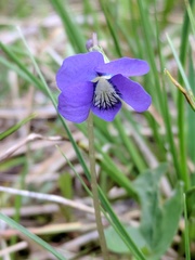 Viola nephrophylla