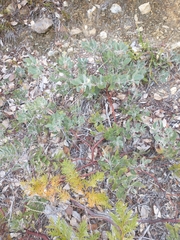 Arctostaphylos nortensis