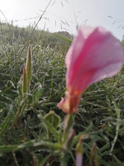 Oenothera tetraptera