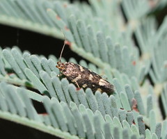 Macrobathra myriophthalma