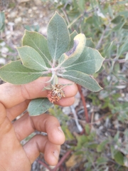 Arctostaphylos nortensis
