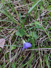 Viola nephrophylla
