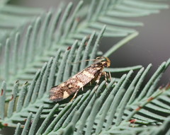 Macrobathra myriophthalma