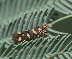 Macrobathra myriophthalma