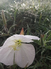 Oenothera tetraptera