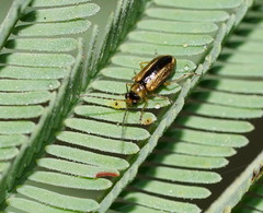 Monolepta subsuturalis