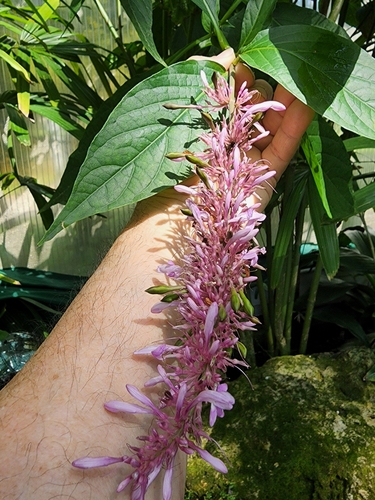 Image of Odontonema callistachyum by (c) Mark Richman, some rights reserved (CC BY)