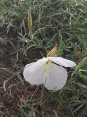 Oenothera tetraptera