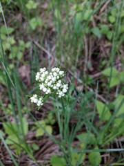 Valeriana uliginosa