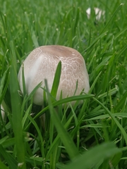 Xanthodermatei
