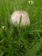 Xanthodermatei