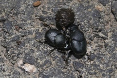 Onthophagus hecate