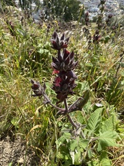 Salvia spathacea