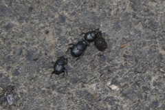 Onthophagus hecate