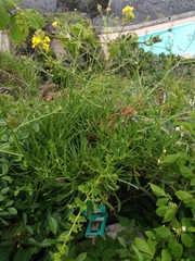 Sinapidendron angustifolium