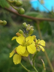 Sinapidendron angustifolium