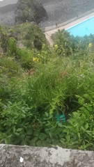 Sinapidendron angustifolium