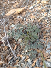 Lomatium howellii