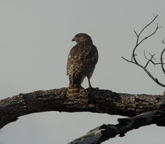 Buteo lineatus