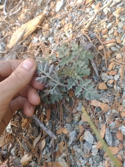 Lomatium howellii
