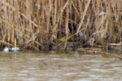 Motacilla flava cinereocapilla