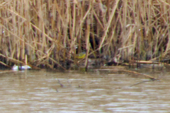 Motacilla flava cinereocapilla