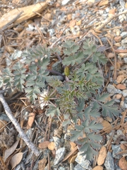 Lomatium howellii