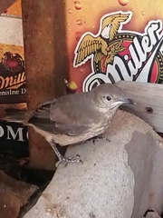 Toxostoma curvirostre