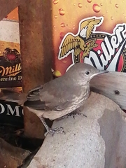 Toxostoma curvirostre