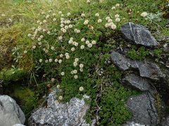 Celmisia bellidioides