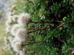 Celmisia bellidioides