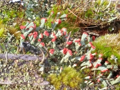 Cladonia incrassata