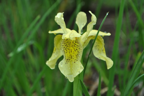 Yunnan iris (Iris forrestii)