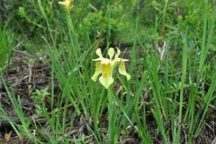 Iris forrestii