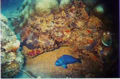 Hypoplectrus gemma