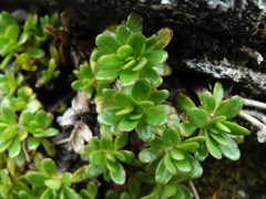 Celmisia bellidioides