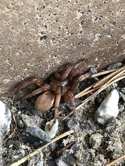 Aptostichus miwok
