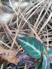 Pucciniastrum pyrolae