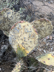 Phyllosticta concava