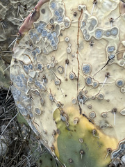 Phyllosticta concava