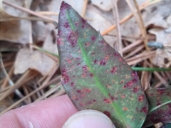 Pucciniastrum pyrolae