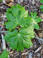 Podophyllum peltatum