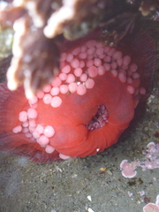 Epiactis lisbethae