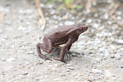 Ingerophrynus quadriporcatus