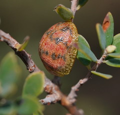 Paropsis obsoleta