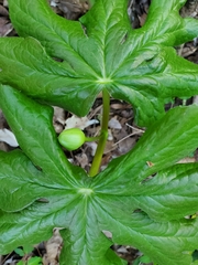 Podophyllum peltatum