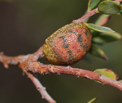 Paropsis obsoleta