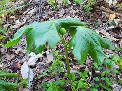 Podophyllum peltatum