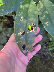 Cephaleuros lagerheimii